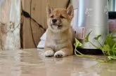 豆柴【茨城県・男の子・2019年6月15日・赤色】の写真1