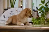 豆柴【茨城県・男の子・2019年6月15日・赤色】の写真3