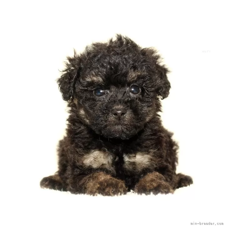 ID：2511-03252の子犬