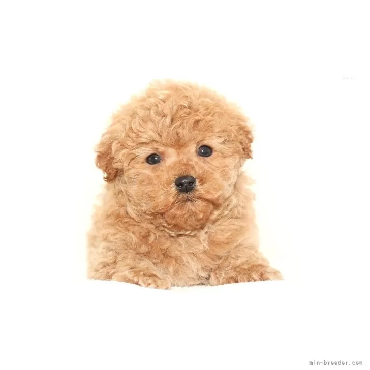 ID:2503-07526の子犬