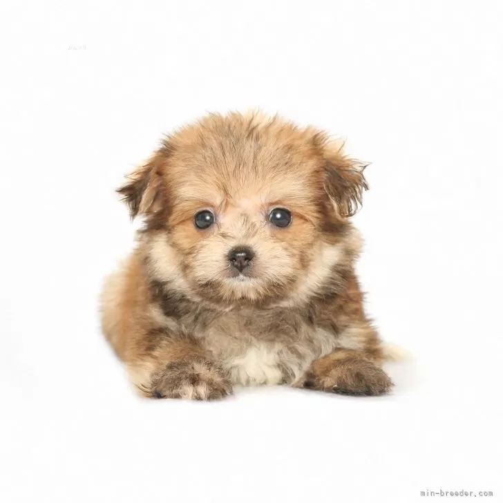 ID：2506-07559の子犬
