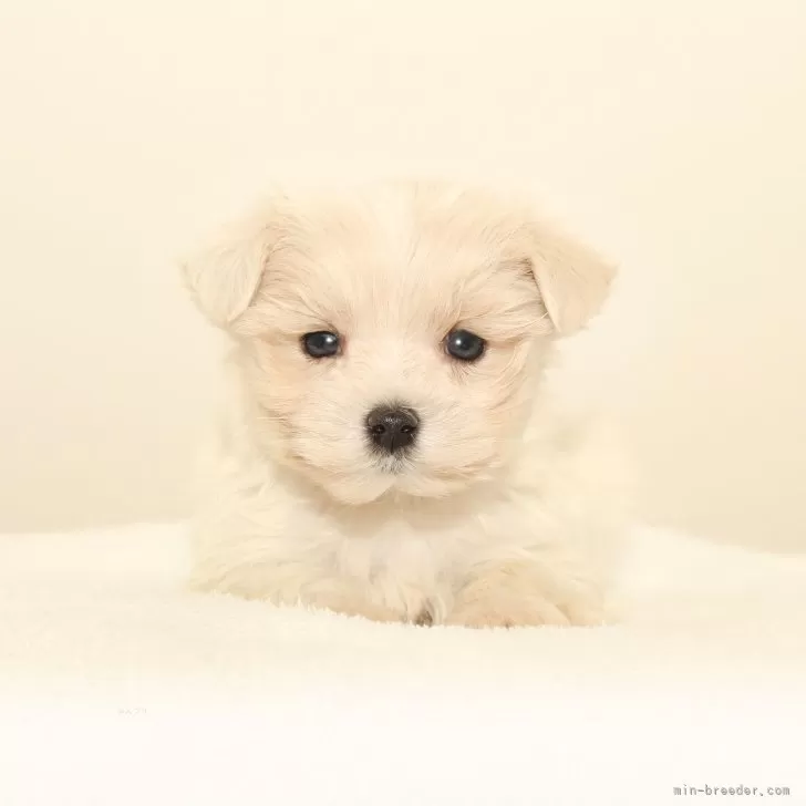 マルプー(トイプードル×マルチーズ)【熊本県・男の子・2025年9月15日・クリーム】の写真1