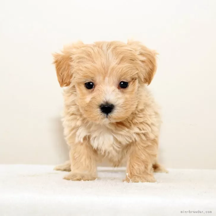 N.S 様のお迎えした子犬