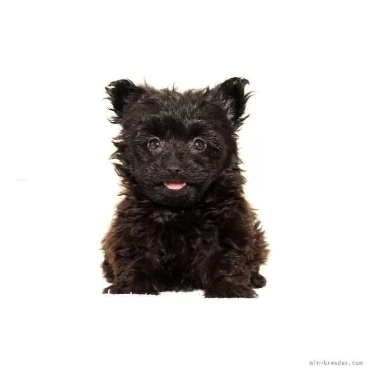 ID：2411-02570の子犬