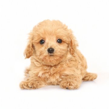 マルプー(トイプードル×マルチーズ)【熊本県・男の子・2025年5月1日・ベージュ】の写真「可愛い☆彡マルプー」