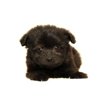 ポメマル(マルチーズ×ポメラニアン)【熊本県・男の子・2025年9月5日・グレー】の写真「可愛い☆彡ポメチー」