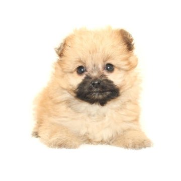 ポメマル(ポメラニアン×マルチーズ)【熊本県・女の子・2025年10月1日・ベージュ】の写真「ポメラニアンXマルチーズ☆彡」