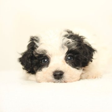 マルプー(マルチーズ×トイプードル)【熊本県・男の子・2025年9月1日・ブラック】の写真「可愛い☆彡マルプー」