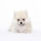 ポメラニアン