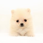 ポメラニアン