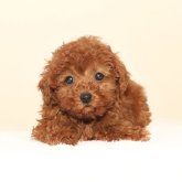 トイプードル(タイニー)