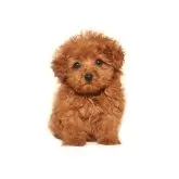 タイニープードル【熊本県・男の子・2025年10月18日・レッド】の写真2