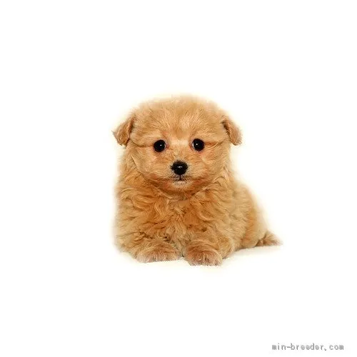 H.N 様のお迎えした子犬