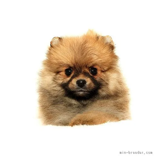 ID：1704-00512の子犬