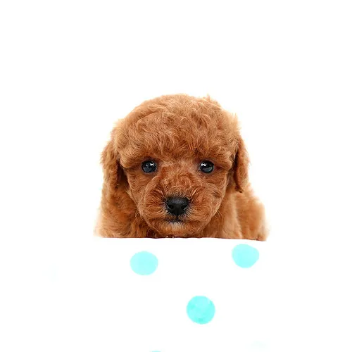 石原理恵 様のお迎えした子犬