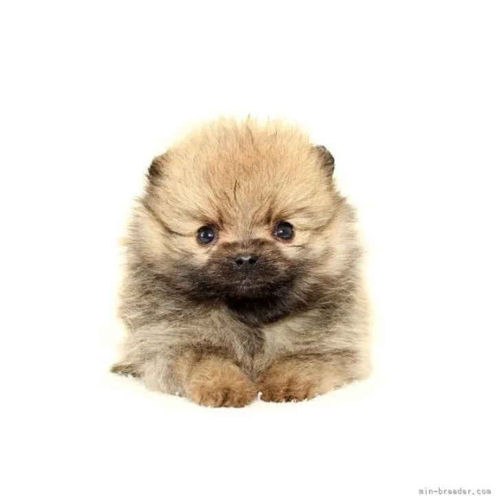 ID：2302-01286の子犬