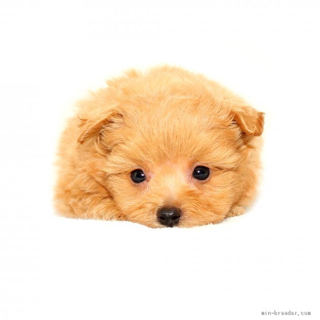 ポメプー 熊本県 男の子 21年5月6日 レッド ポメラニアンxトイプードル 彡 みんなのブリーダー 子犬id 2107