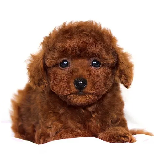 ID:1406-01117の子犬