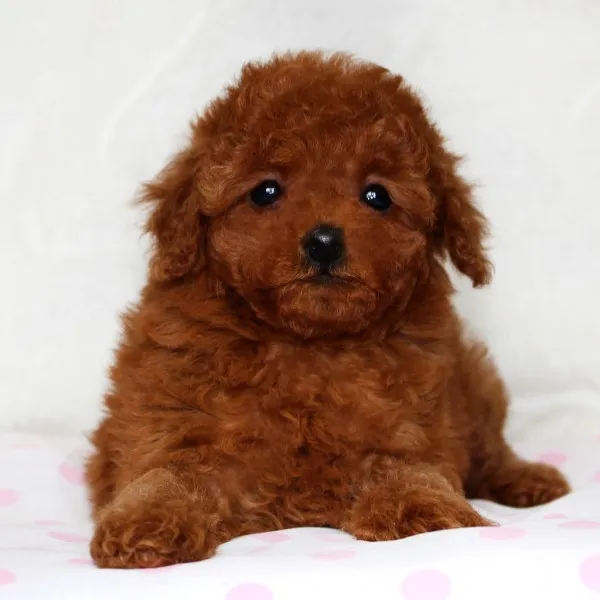 みかん 様のお迎えした子犬