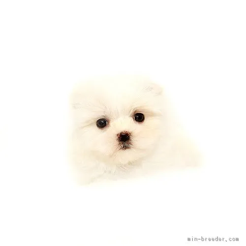 ID:1803-00675の子犬