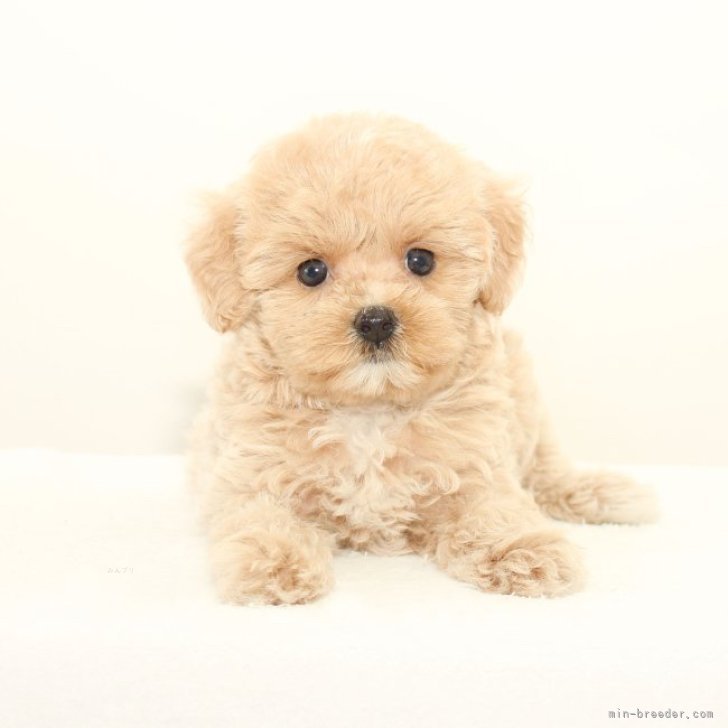 マルプー【熊本県・女の子・2023年7月15日・ベージュ】トイプードルX