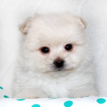 ポメマル【熊本県・男の子・2014年2月11日・クリーム】の写真「」