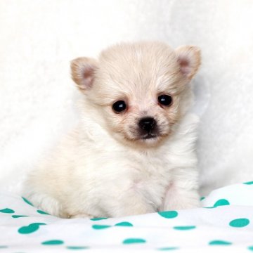 ポメチー【熊本県・男の子・2014年4月26日・クリーム】の写真「」