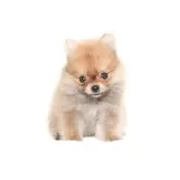 ポメラニアン【熊本県・男の子・2024年5月1日・オレンジ】の写真2