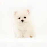 ポメマル【熊本県・男の子・2023年5月25日・ホワイト】の写真2