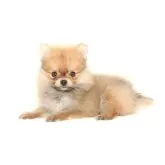 ポメラニアン【熊本県・男の子・2024年5月1日・オレンジ】の写真3