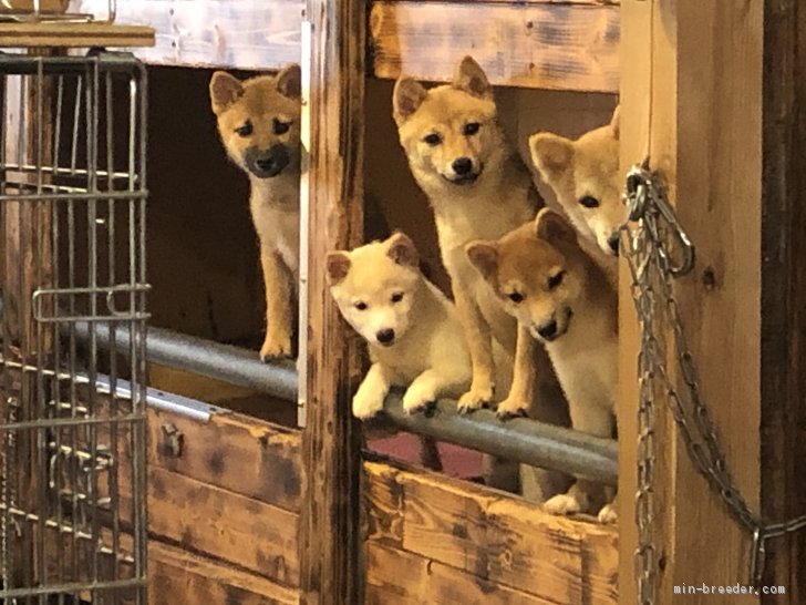 可愛い子犬達｜大浜　晃一(おおはま　こういち)ブリーダー(大分県・柴犬など・JKC/KCジャパン登録)の紹介写真1