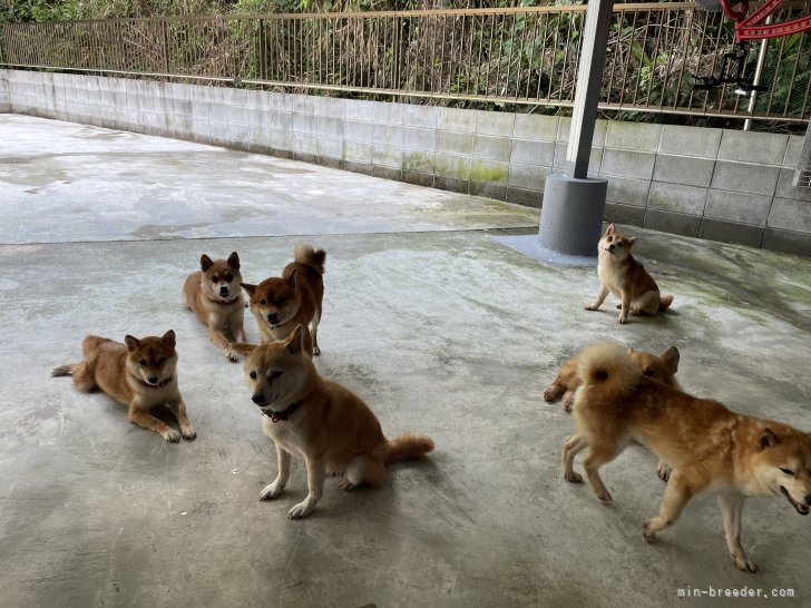 涼し日陰で、のんびり過ごしてます。｜大浜　晃一(おおはま　こういち)ブリーダー(大分県・柴犬など・JKC/KCジャパン登録)の紹介写真3