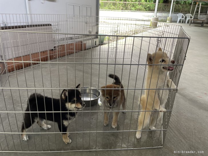 大浜　晃一(おおはま　こういち)ブリーダー(大分県・柴犬など・JKC/KCジャパン登録)の紹介写真6