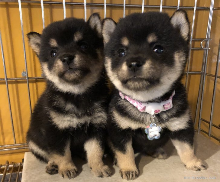 可愛い子犬がお待ちしております｜大浜　晃一(おおはま　こういち)ブリーダー(大分県・柴犬など・JKC/KCジャパン登録)の紹介写真9