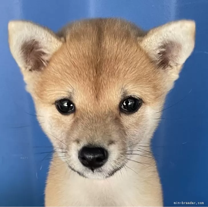 ID:2411-05645の子犬
