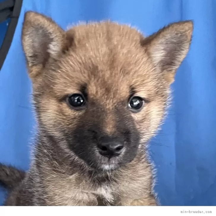 Y.N 様のお迎えした子犬