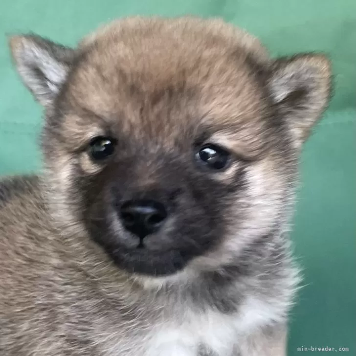 ID：2511-06820の子犬