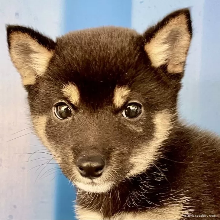 M.K 様のお迎えした子犬