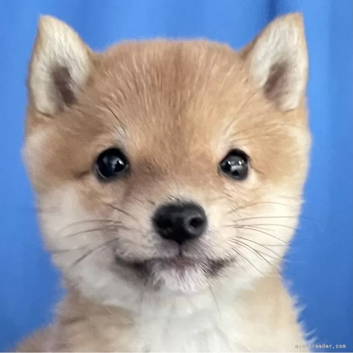 ID:2503-01160の子犬