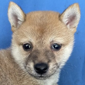 柴犬(豆柴)【大分県・男の子・2025年7月3日・赤】の写真「綺麗な赤毛の元気な男の子です」