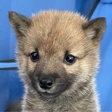 柴犬(豆柴)【大分県・男の子・2024年9月29日・赤】の写真「濃いめな赤毛の可愛い豆柴男の子」