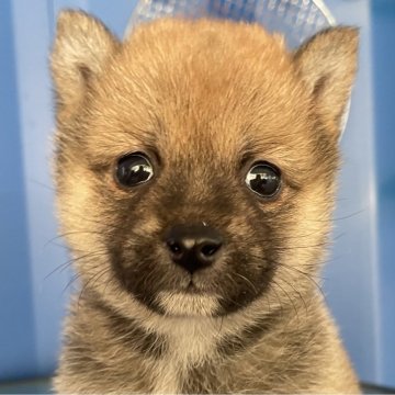 柴犬(豆柴)【大分県・男の子・2024年11月23日・赤】の写真「フワフワモフモフ可愛い豆柴赤男の子」