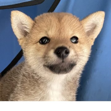 柴犬(豆柴)【大分県・女の子・2025年7月22日・赤】の写真「人なっこく可愛い赤毛の豆柴女の子」