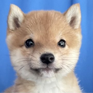 柴犬(豆柴)【大分県・女の子・2025年1月10日・赤】の写真「狸顔のクリーム系の赤の豆柴女の子」