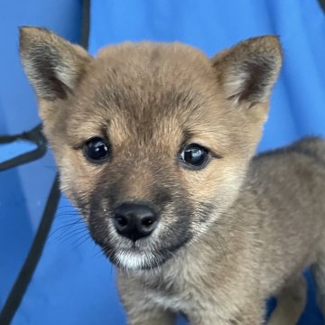 柴犬(豆柴)【大分県・女の子・2024年9月29日・赤】の写真「大人しく濃いめ赤毛の可愛い豆柴女の子」