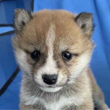 柴犬(豆柴)【大分県・女の子・2024年11月18日・赤】の写真「鼻筋に白のラインのワンポイントが可愛い女の子」