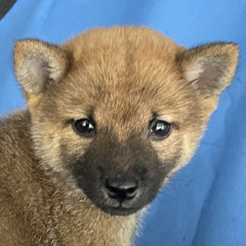 柴犬(豆柴)【大分県・男の子・2025年7月26日・赤】の写真「大人しめな可愛い豆柴赤男の子🅰️」