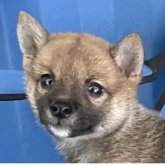 柴犬(豆柴)