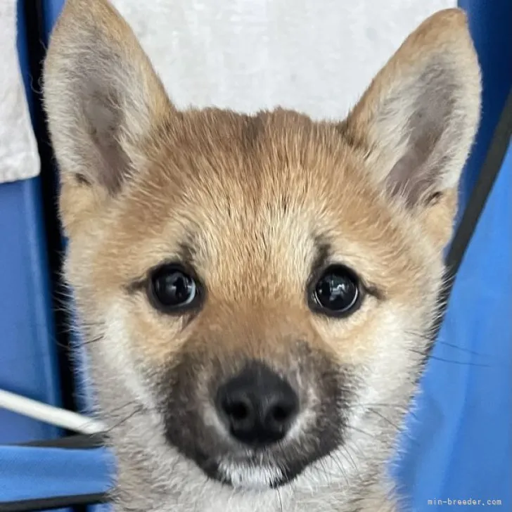 ID:2301-05621の子犬