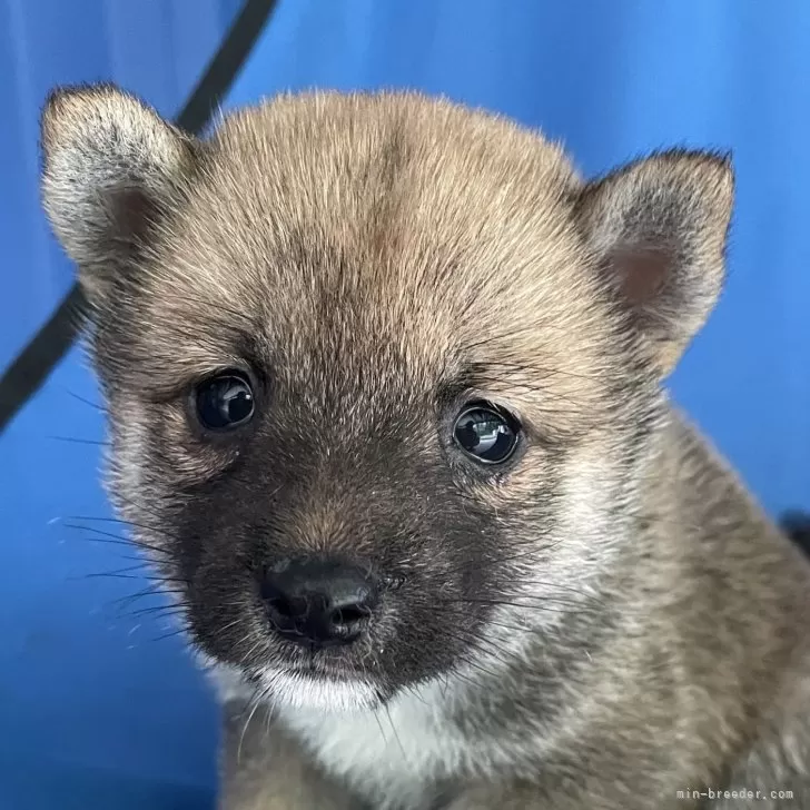 A.N 様のお迎えした子犬